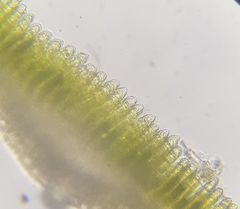 Polytrichum formosum