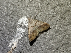 Hemeroplanis historialis