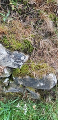Polytrichum formosum