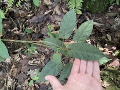 Gonolobus taylorianus
