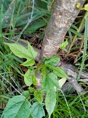 Vasconcellea × pentagona