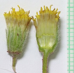 Erigeron bloomeri bloomeri