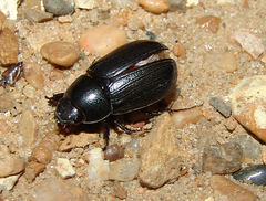 Dyscinetus morator