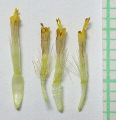 Erigeron bloomeri bloomeri