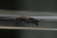 Hylaeus