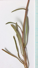 Erigeron bloomeri bloomeri