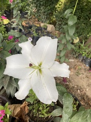 Lilium