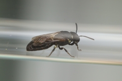 Hylaeus