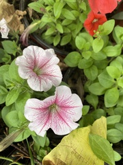 Petunia
