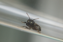 Hylaeus