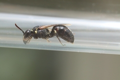 Hylaeus
