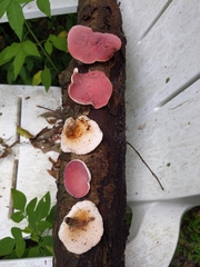 Phillipsia domingensis