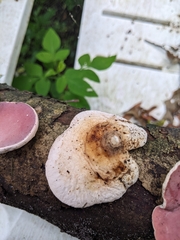 Phillipsia domingensis