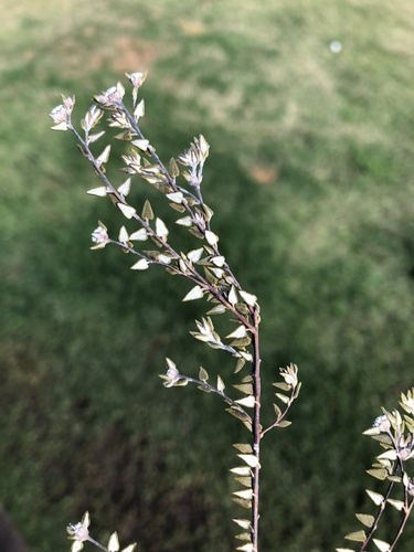 Phylica diffusa (Phylica diffusa)