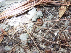 Scolopocryptops nigridius