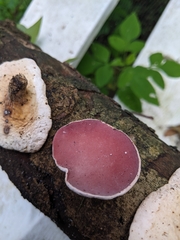 Phillipsia domingensis