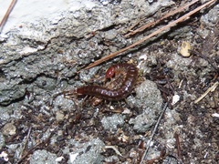 Scolopocryptops nigridius