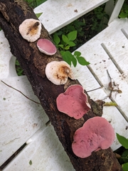 Phillipsia domingensis