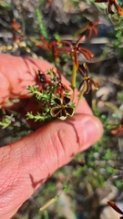 Jamesbrittenia atropurpurea