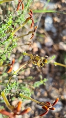 Jamesbrittenia atropurpurea