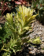 Castilleja applegatei breweri