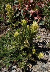 Castilleja applegatei breweri