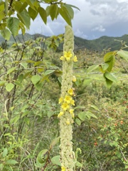 Verbascum thapsus