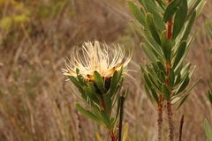 Protea lanceolata