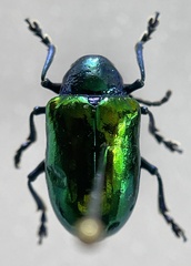 Chrysochus auratus