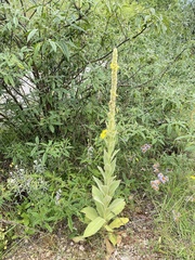 Verbascum thapsus