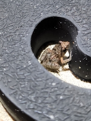 Eleutherodactylus planirostris