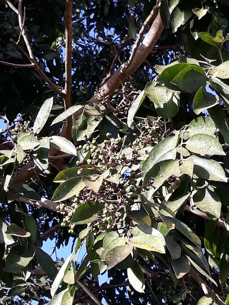 Zanthoxylum riedelianum