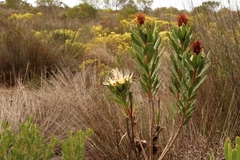 Protea lanceolata