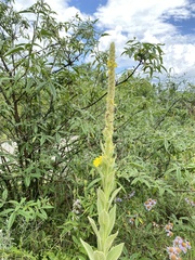 Verbascum thapsus