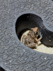 Eleutherodactylus planirostris