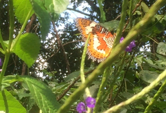 Cethosia hypsea hypsina