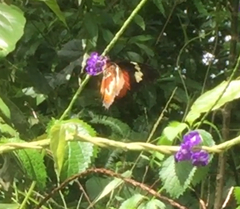 Cethosia hypsea hypsina