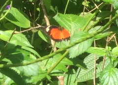 Cethosia hypsea hypsina