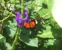 Cethosia hypsea hypsina