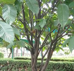 Turdus rufopalliatus