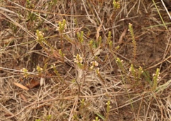 Struthiola striata