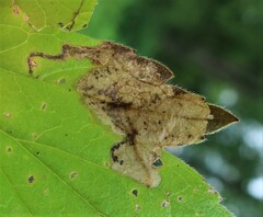 Metallus lanceolatus