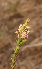 Struthiola striata