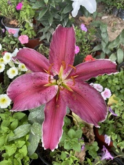 Lilium