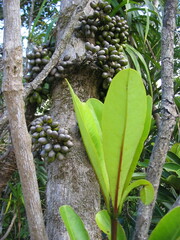 Kibaropsis caledonica