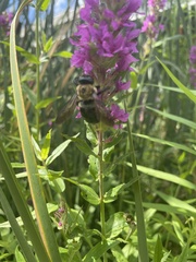 Xylocopa virginica