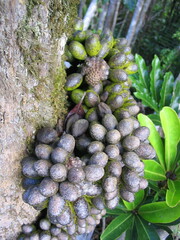 Kibaropsis caledonica