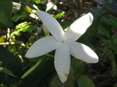 Atractocarpus sessilifolius