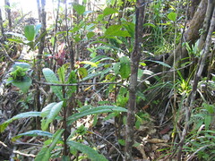 Atractocarpus sessilifolius