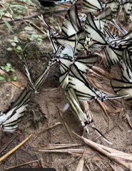 Neographium agesilaus